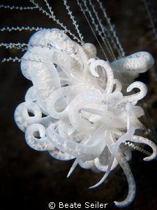 Solar power nudi by Beate Seiler 